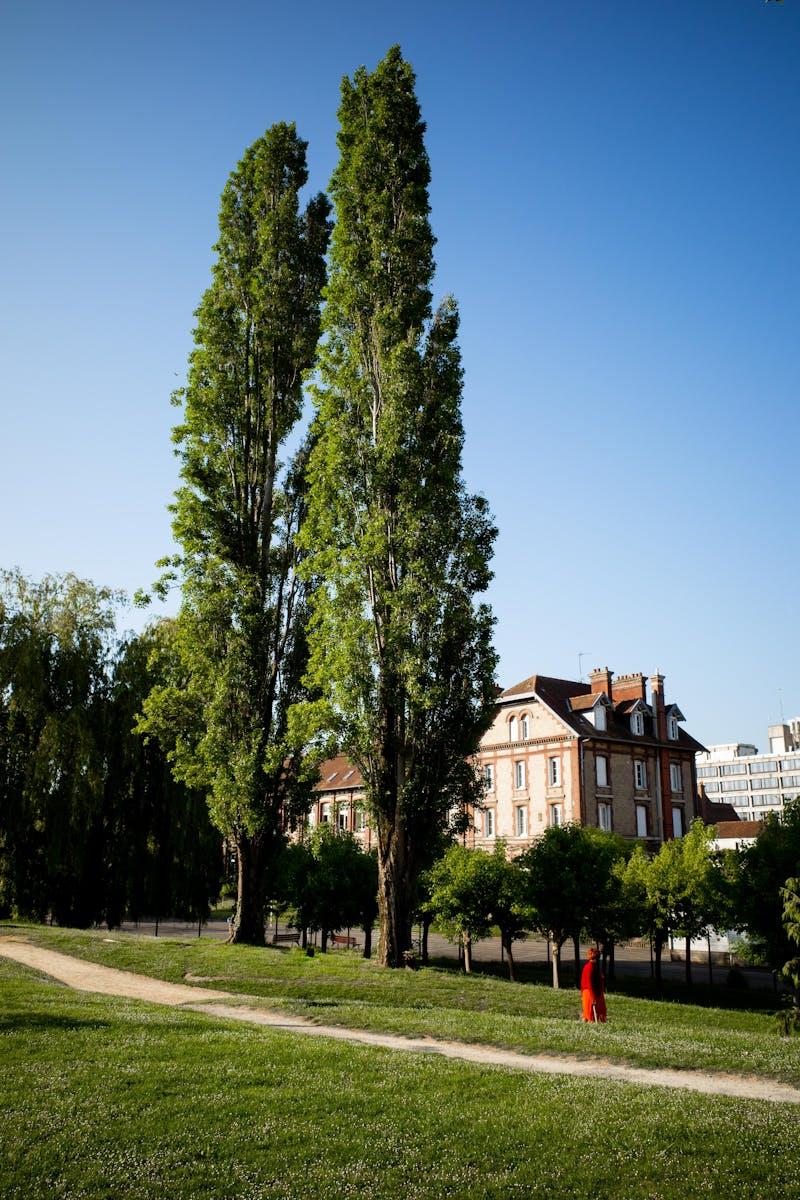 Photos gratuites de arbres arbres imposants architecture euro5bfviu